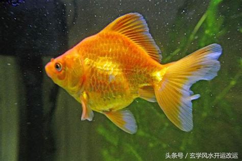 招財魚有哪些|一文睇清招財魚種類 